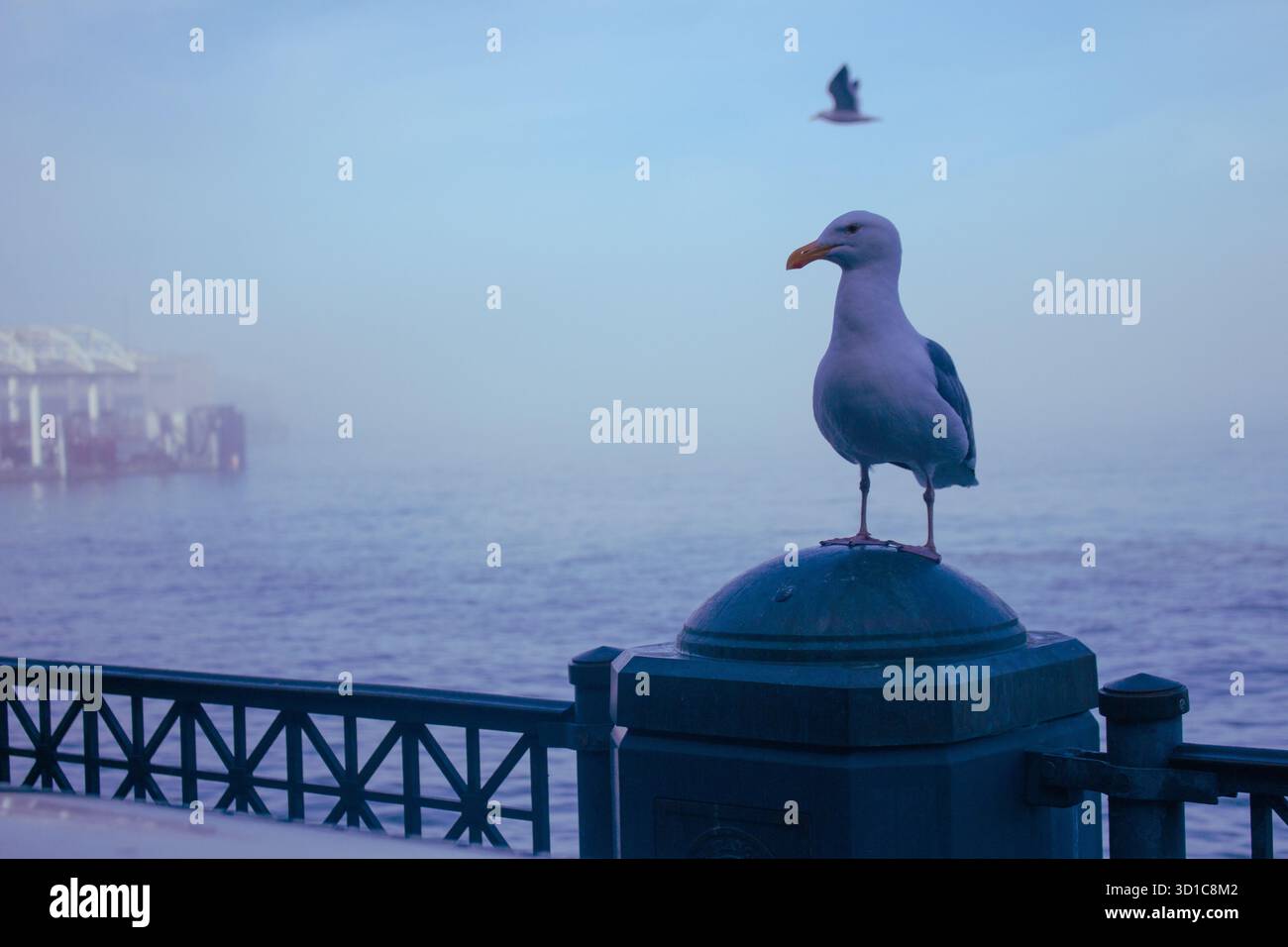 Gabbiano arroccato sulla ringhiera sul lungomare dalla nebbia mattutina e dall'atmosfera tranquilla del mare, la tranquilla fauna costiera con uccelli volanti dai toni blu tenui Foto Stock
