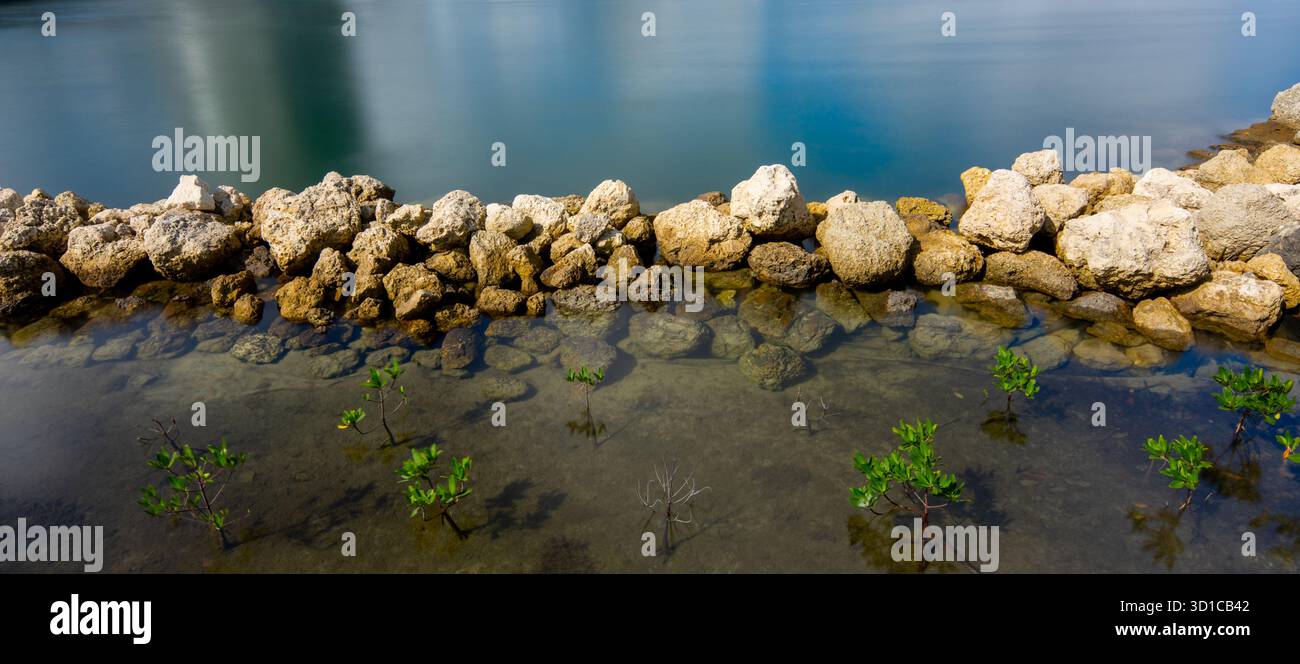 Barriera per pareti rocciose con piante in primo piano Foto Stock