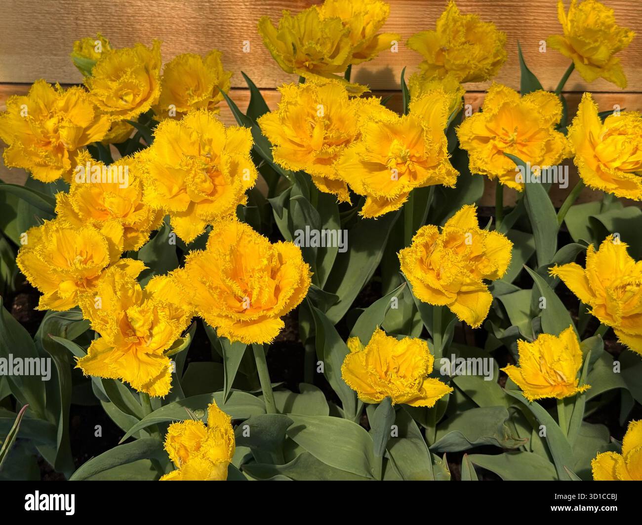 Tulipani gialli fiori petali orlati Foto Stock