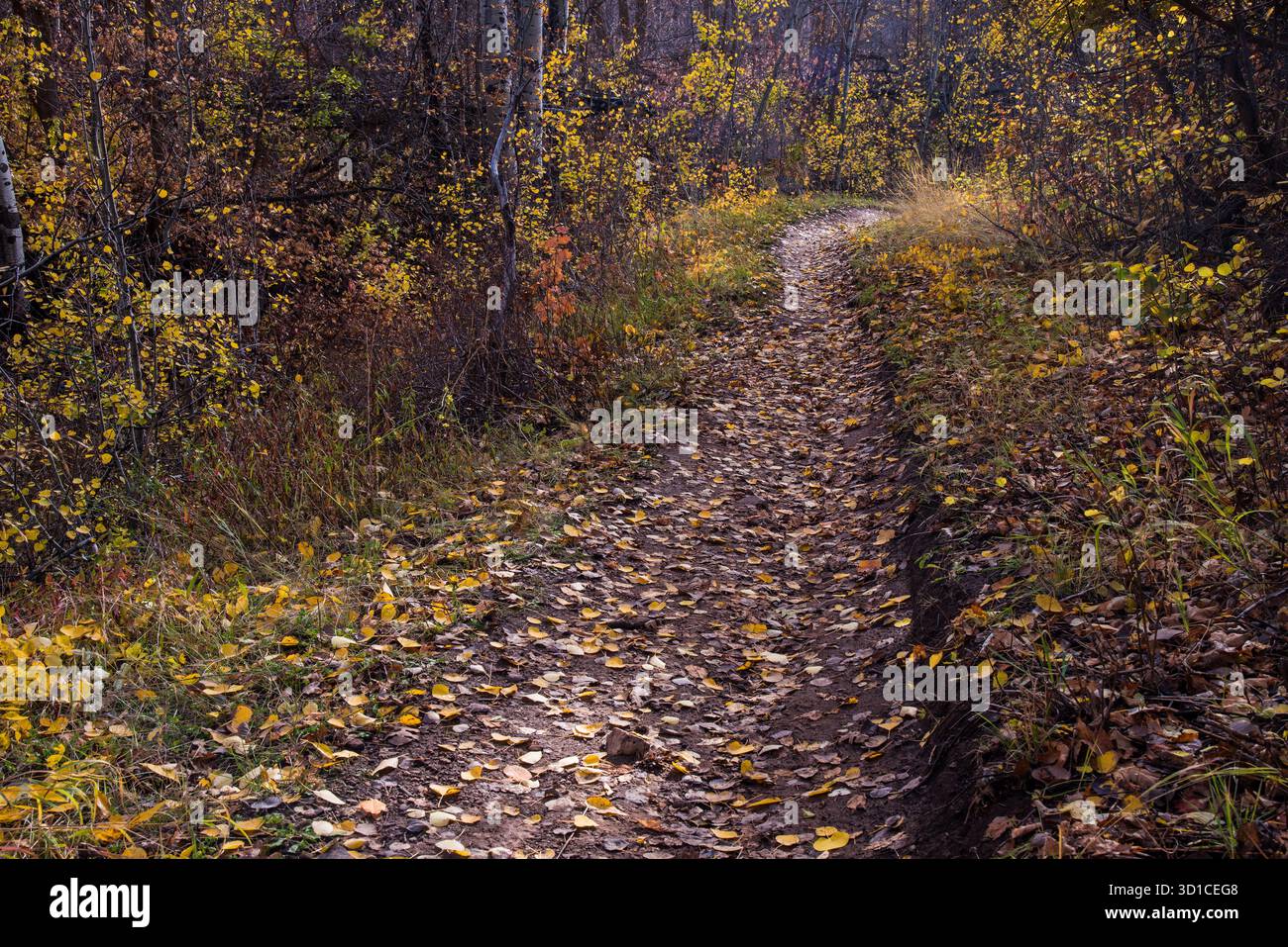 Original Mormon Trail a est di Salt Lake City nelle Wasatch Mountains. Questo percorso storico ha portato all'insediamento di Salt Lake City nell'anno 1847. Foto Stock