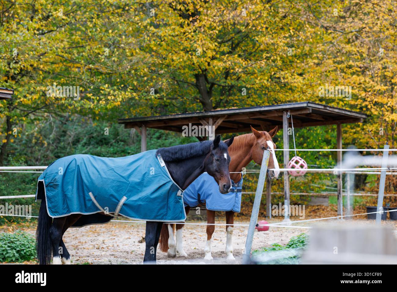 Due cavalli si trovano in un paddock con un riparo in legno sullo sfondo. Foto Stock