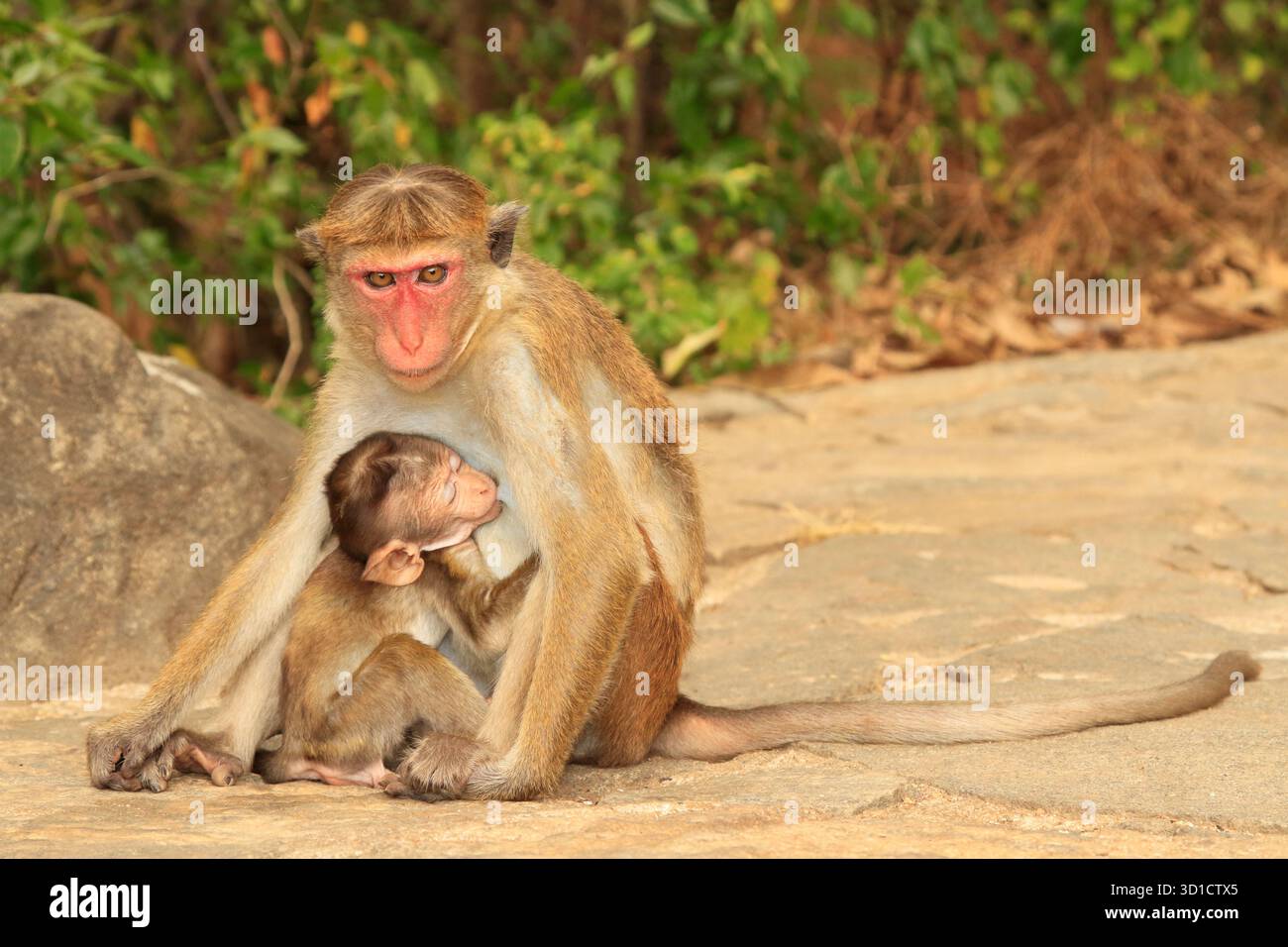 Macaco femminile che allatta il suo bambino Macaca sinica Foto Stock
