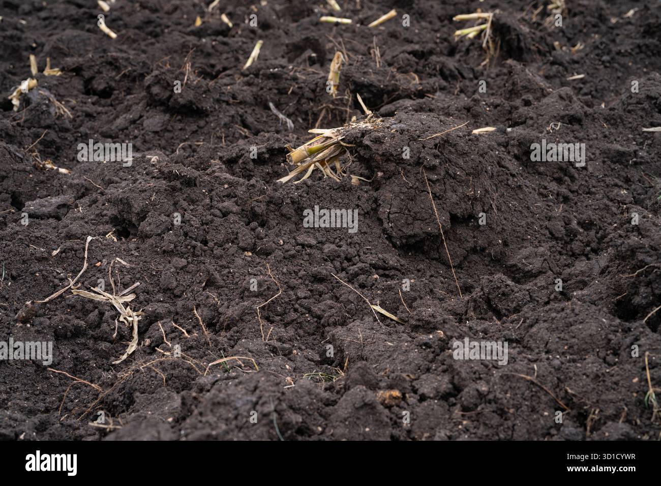 Arato campo agricolo dopo la raccolta della canna da zucchero con terreno bruno ricco preparato per una nuova piantagione. Sicurezza alimentare, salute del suolo e agricoltura sostenibile Foto Stock