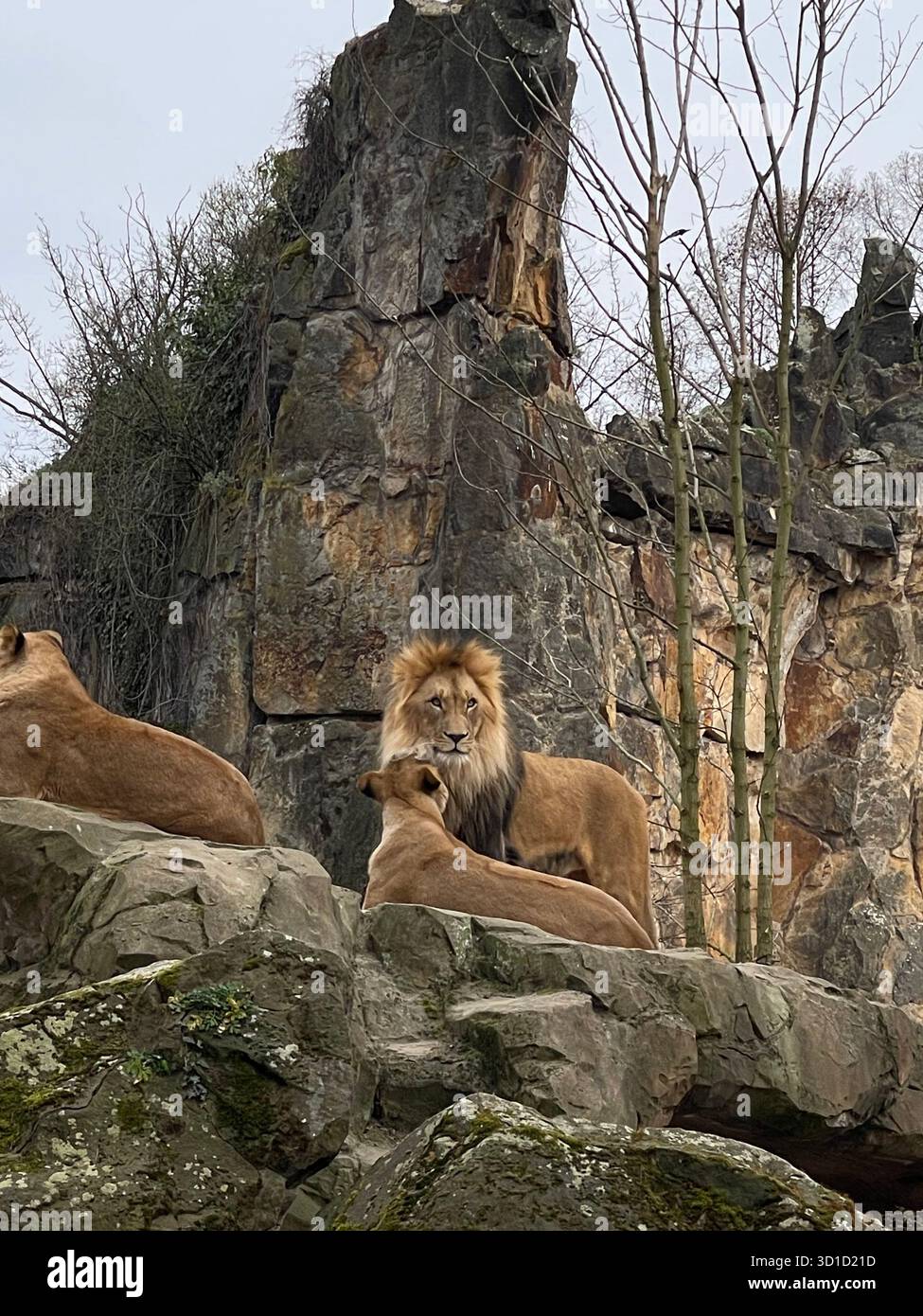 Due leonesse sono visibili contro la drammatica parete di roccia fabbricata. Fauna selvatica, animali e conservazione - Immagine stock catturata con smartphone