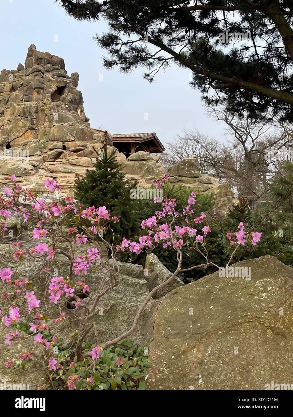 Vista all'inizio della primavera di un giardino di roccia meticolosamente paesaggistico, caratterizzato da rododendri in fiore rosa vibranti o azalee in primo piano, rocciosa aspra - Immagine stock catturata con smartphone