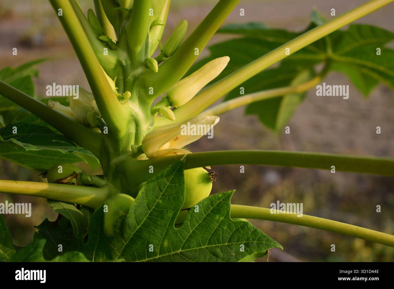 Fiore Papaya femminile - simbolo naturale della fertilità e della bellezza dei frutti Foto Stock