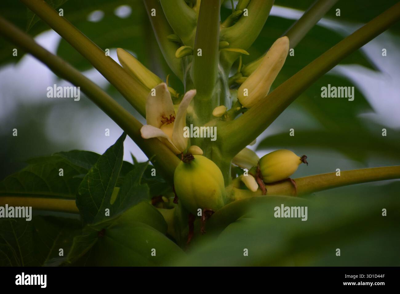 Fiore Papaya femminile - simbolo naturale della fertilità e della bellezza dei frutti Foto Stock