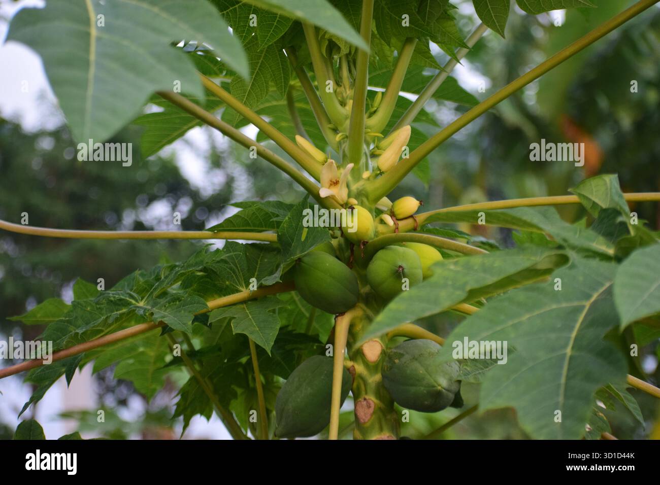 Fiore Papaya femminile - simbolo naturale della fertilità e della bellezza dei frutti Foto Stock