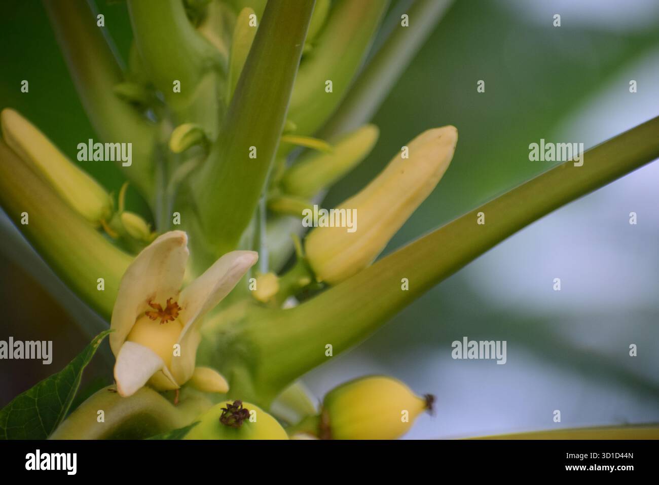 Fiore Papaya femminile - simbolo naturale della fertilità e della bellezza dei frutti Foto Stock