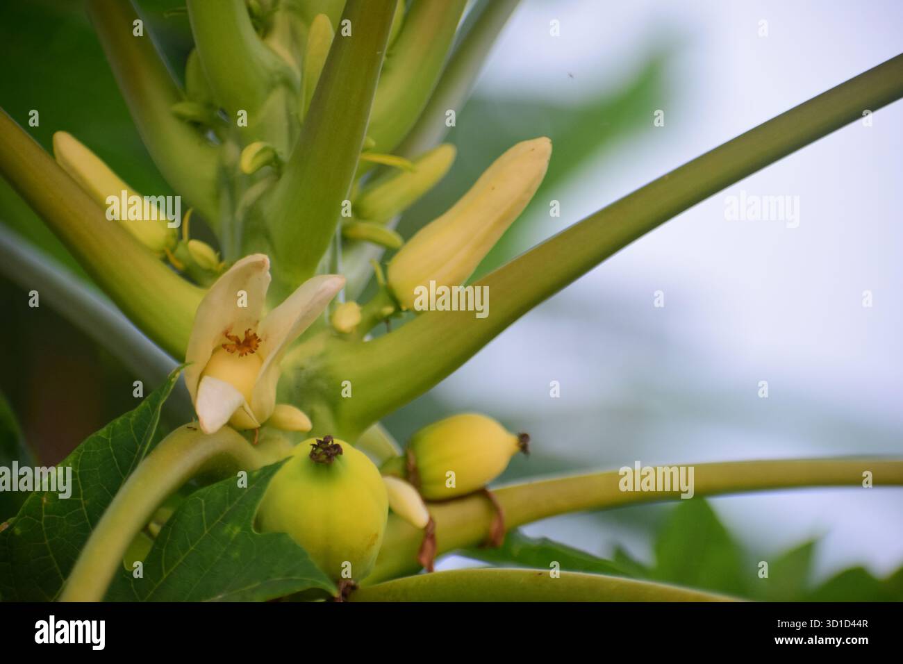 Fiore Papaya femminile - simbolo naturale della fertilità e della bellezza dei frutti Foto Stock
