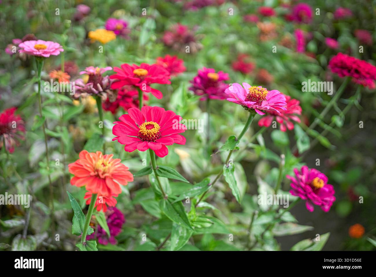 Splendidi fiori rossi di Gerbera Daisy in una fattoria. Foto Stock
