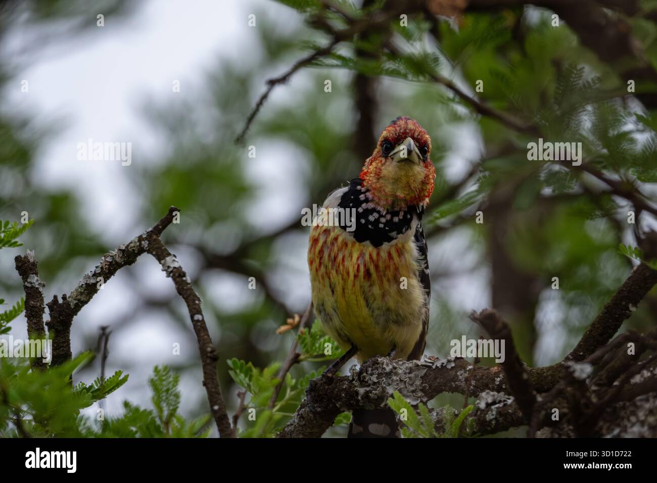 Barbet crestato arroccato sul ramo degli alberi in Natural Habitat Foto Stock