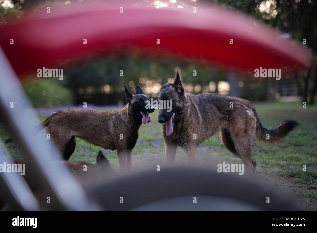 Due cani belgi Malinois che giocano all'aperto al tramonto Foto Stock