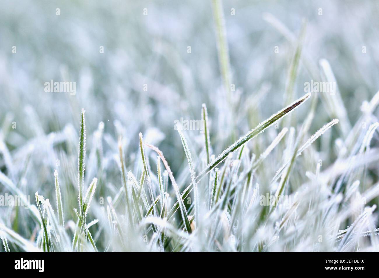 Un primo piano di lame verdi vibranti ricoperte da un delicato strato di gelo mattutino, creando una texture invernale bella e serena con un morbido blu Foto Stock
