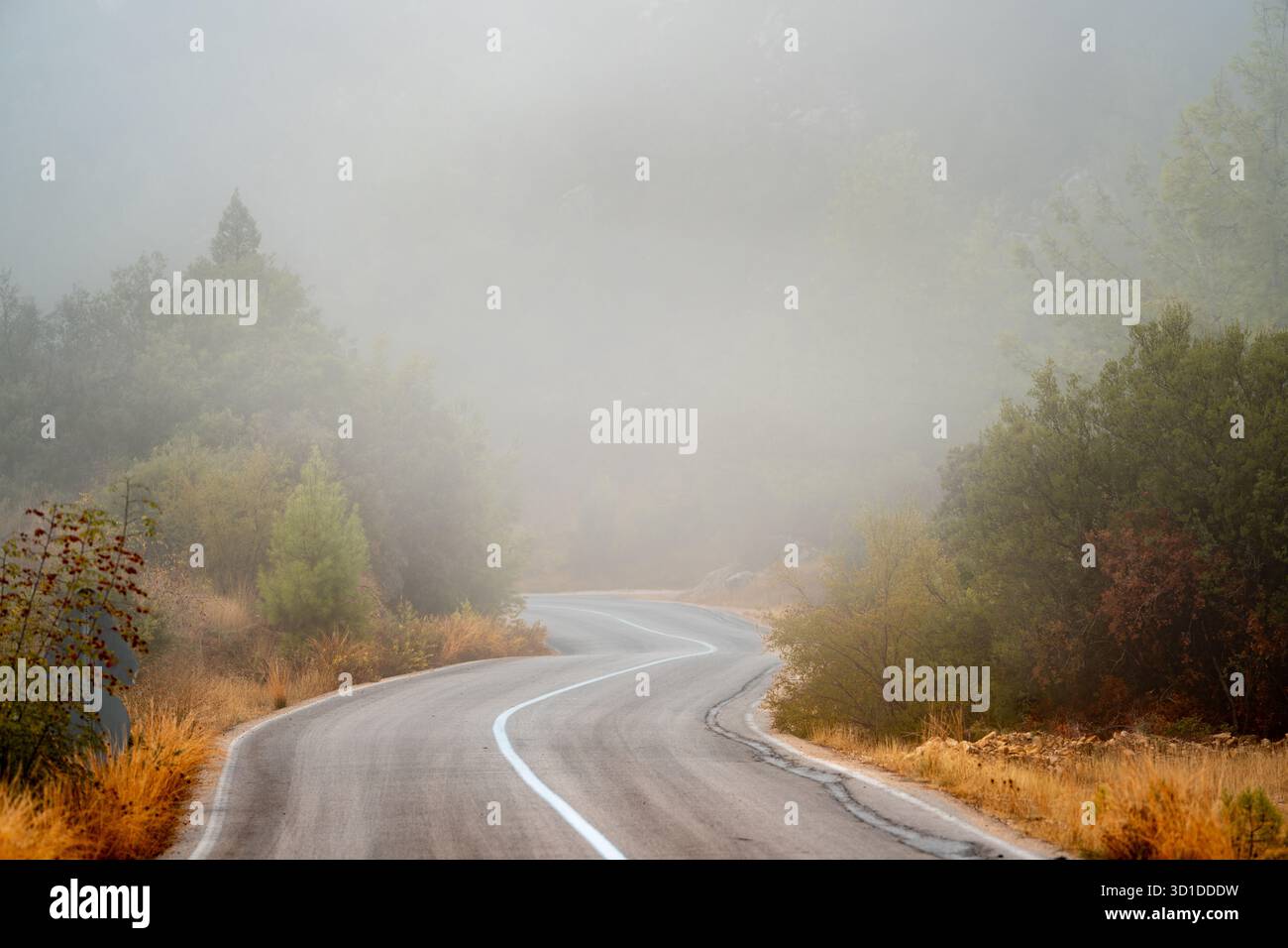 Strada boschiva vuota coperta di nebbia mattutina e luce soffusa Foto Stock