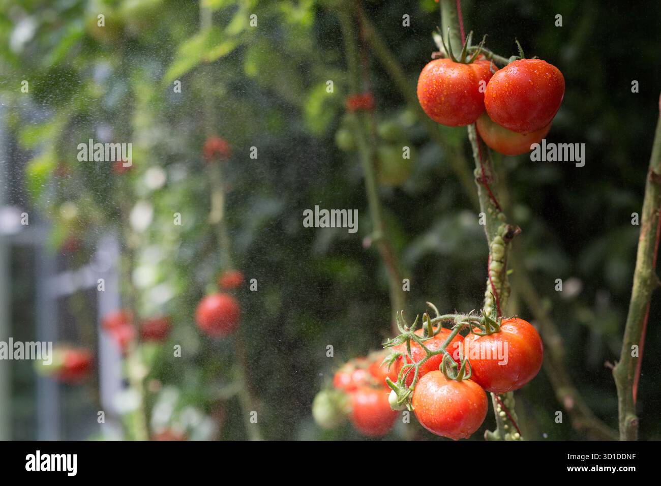 Primo piano di pomodori rossi maturi che crescono sulla vite, ricoperti di goccioline d'acqua dolce. L'immagine cattura la naturale freschezza e i colori vivaci di questo Foto Stock