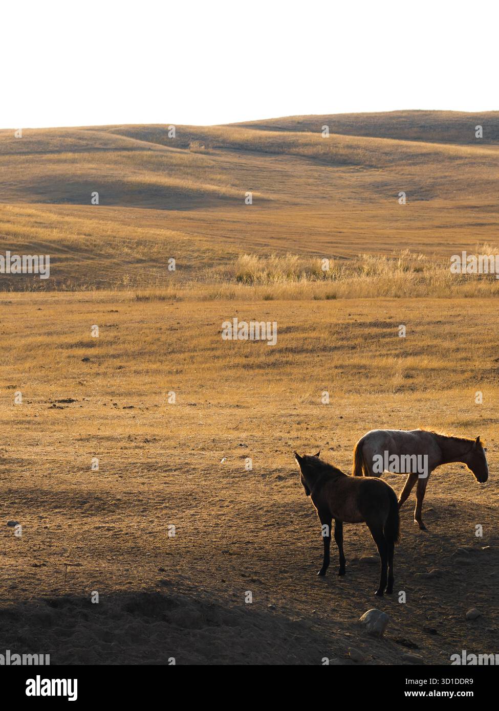 Libertà e tranquillità: Cavalli selvaggi che pascolano ai piedi dell'Asia centrale sotto i cieli aperti Foto Stock