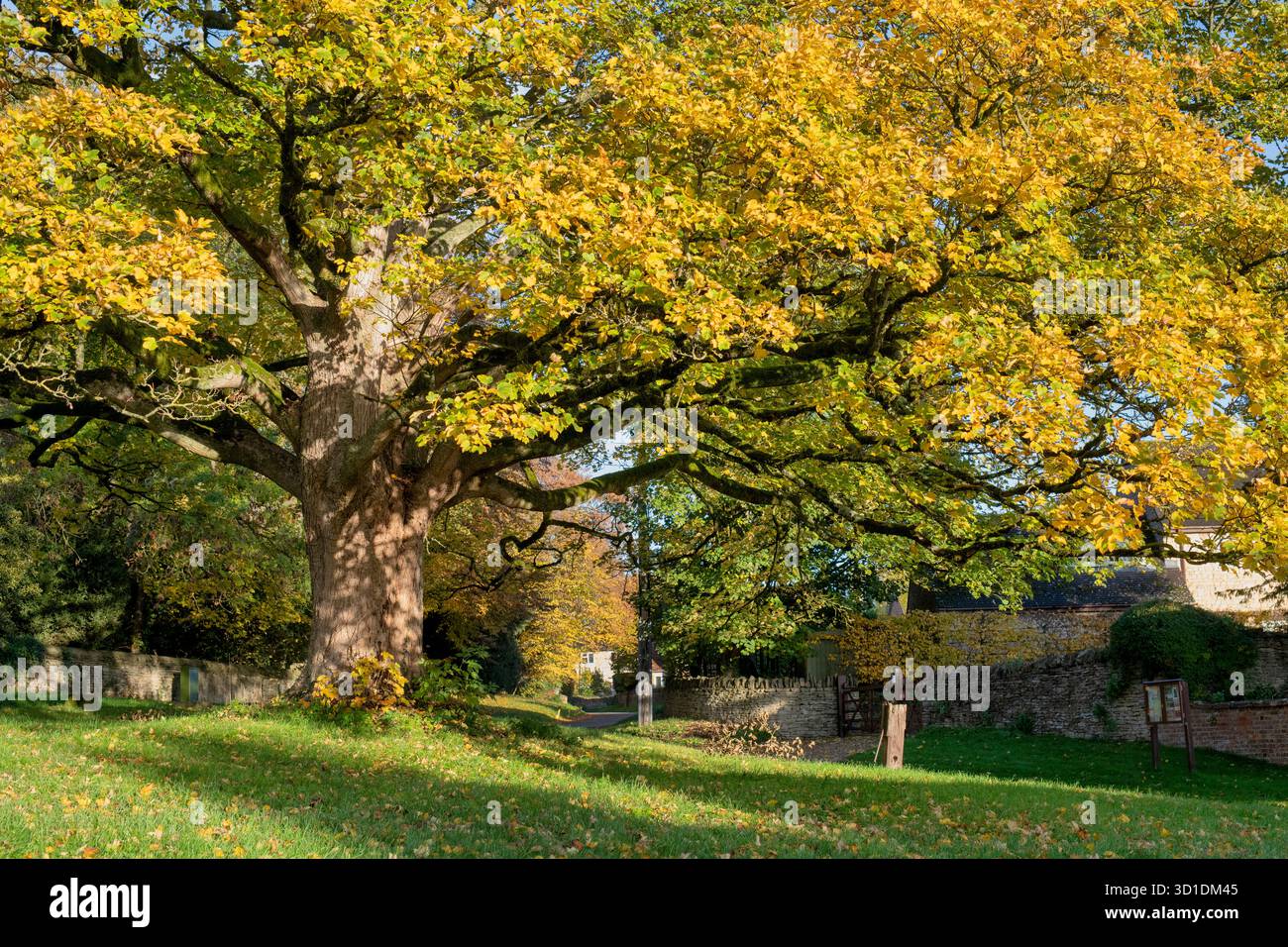 Acer saccharum. Acero da zucchero in autunno nel villaggio di Hinton-in-the-Hedges, Northamptonshire, Inghilterra Foto Stock