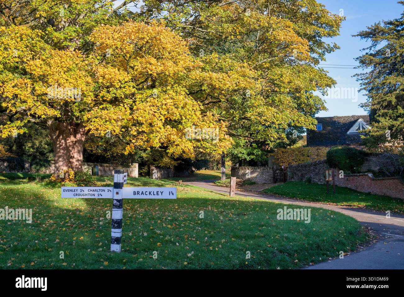 Acer saccharum. Acero da zucchero in autunno nel villaggio di Hinton-in-the-Hedges, Northamptonshire, Inghilterra Foto Stock