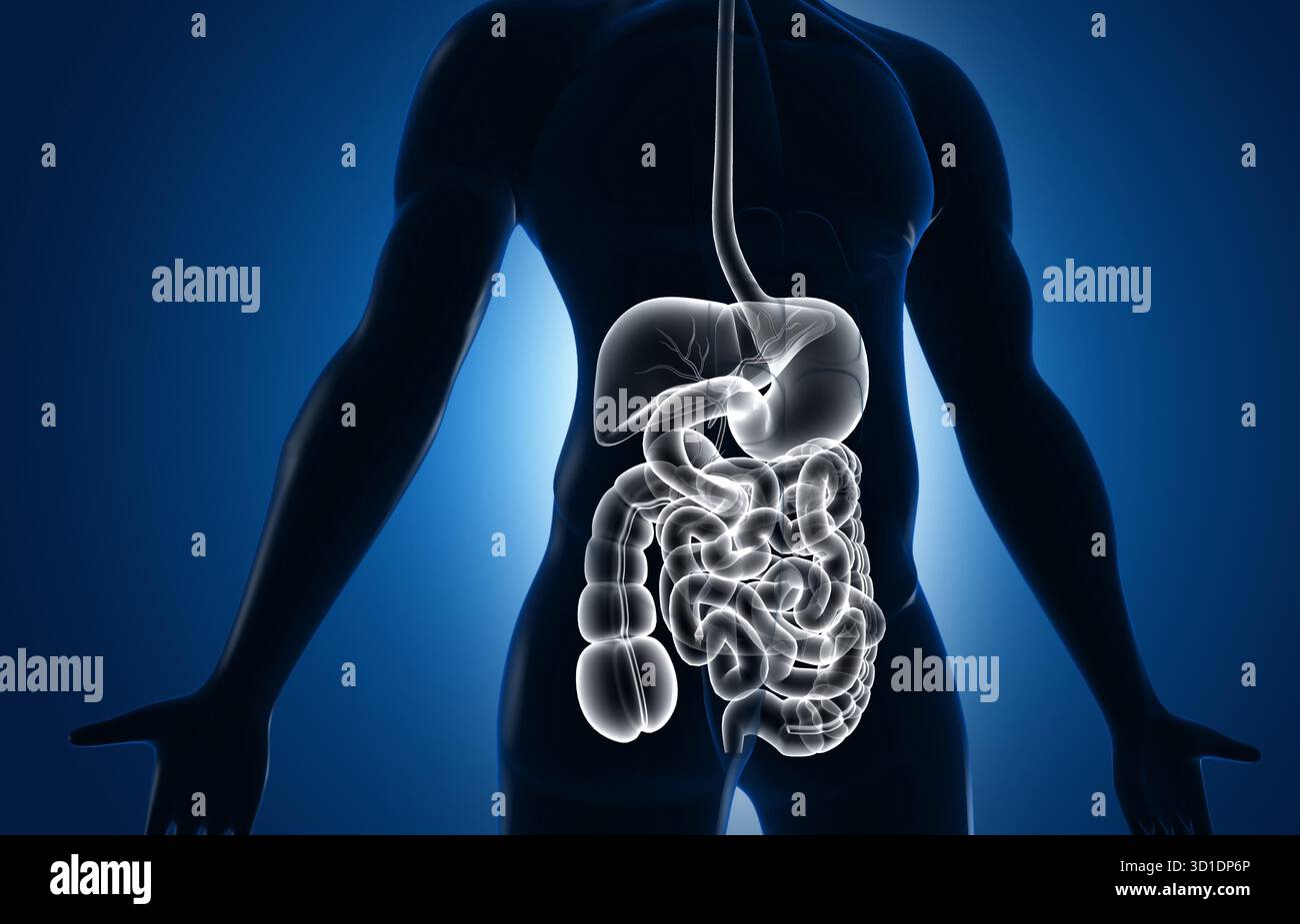 Anatomia del sistema digerente del corpo umano. illustrazione 3d. Foto Stock