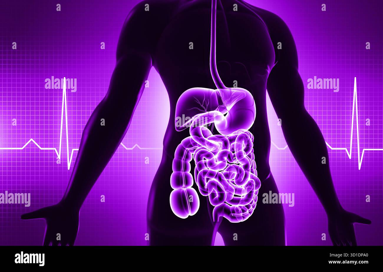 Anatomia del sistema digerente del corpo umano. illustrazione 3d. Foto Stock