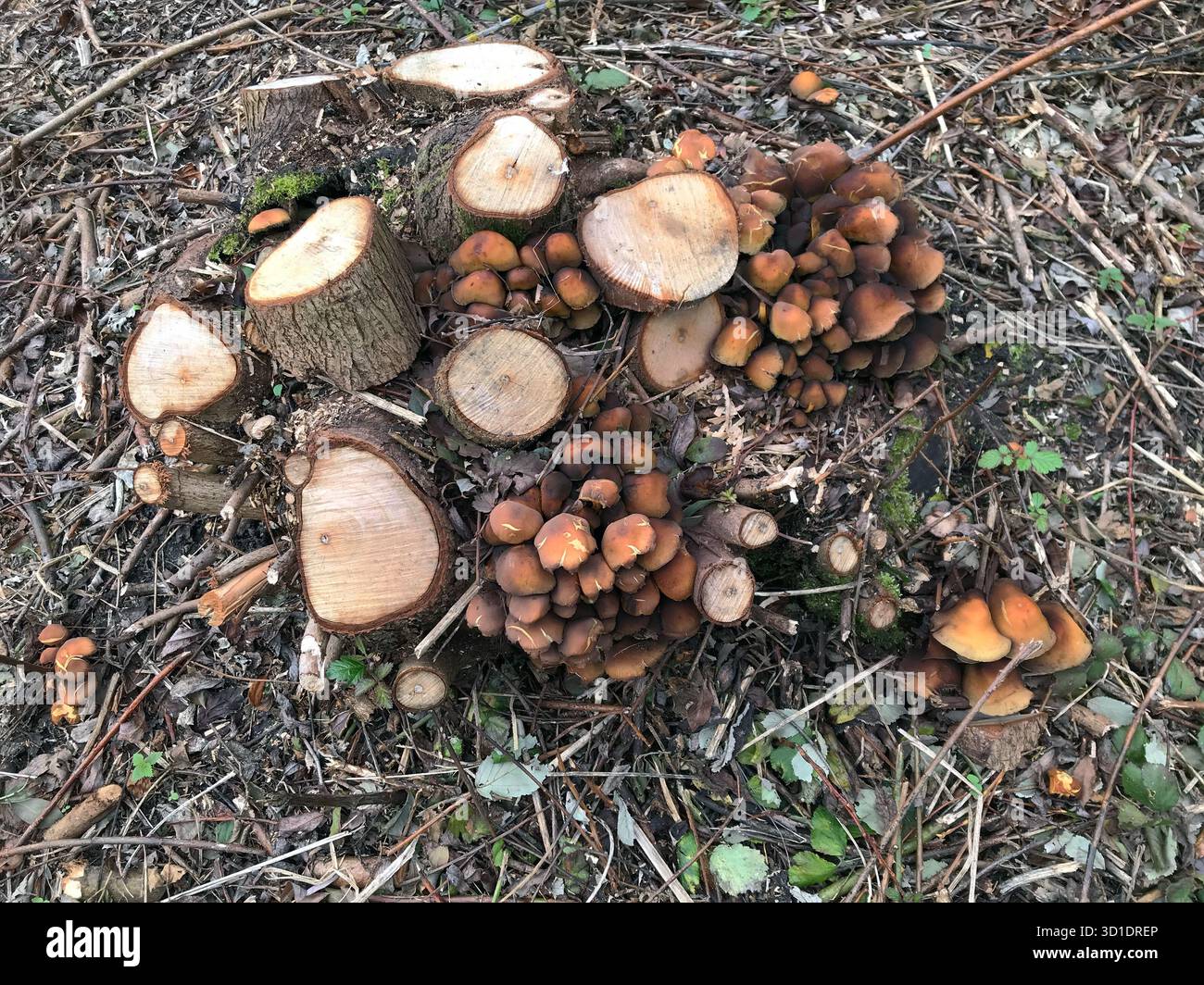 Ceppo d'albero ricoperto di fungo al miele. Fungo del miele è il nome di diverse specie di Armillaria che attaccano le radici delle piante perenni legnose (A. mellea) Foto Stock