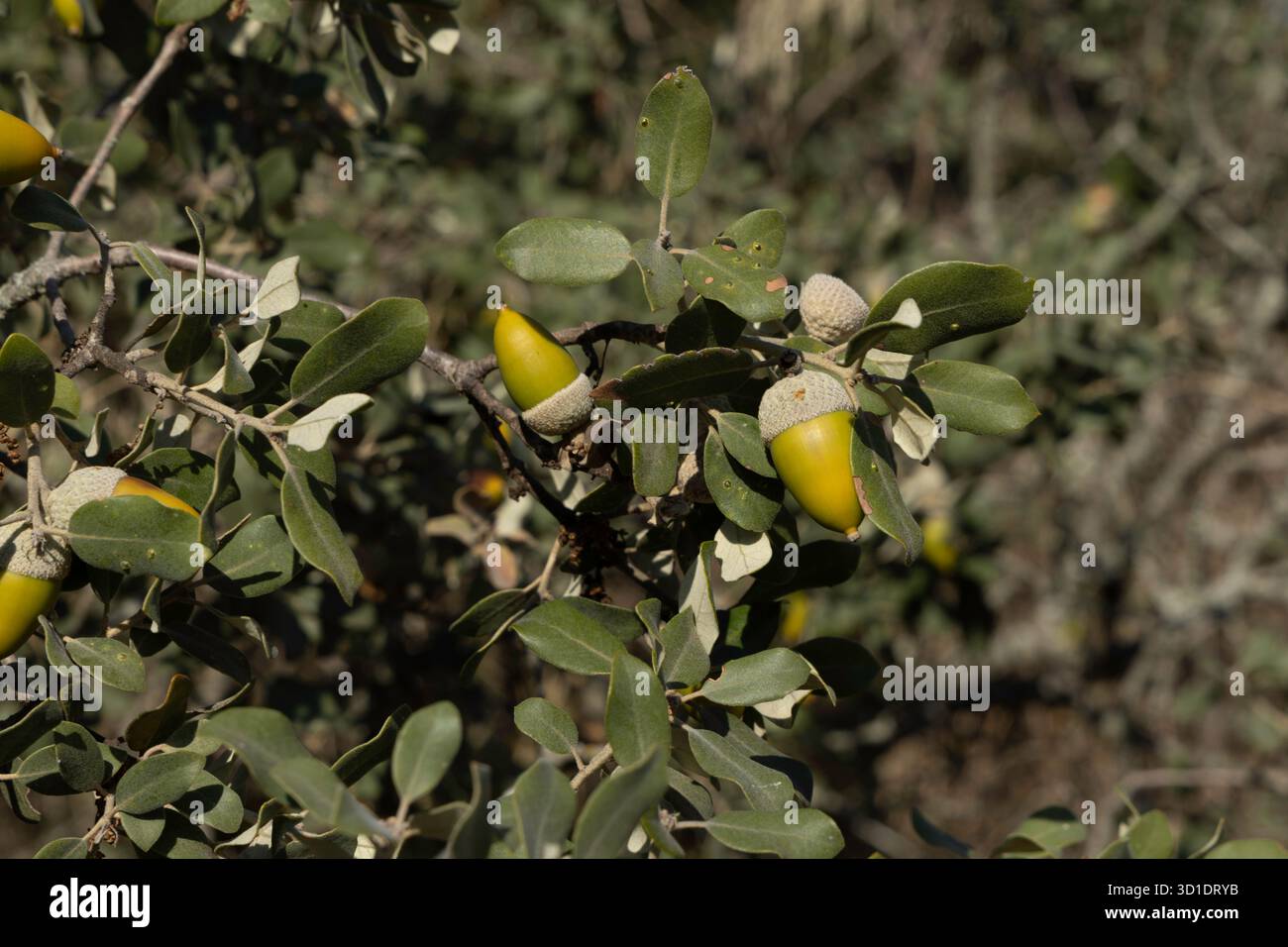 Quercia mediterranea - Quercus ilex Foto Stock