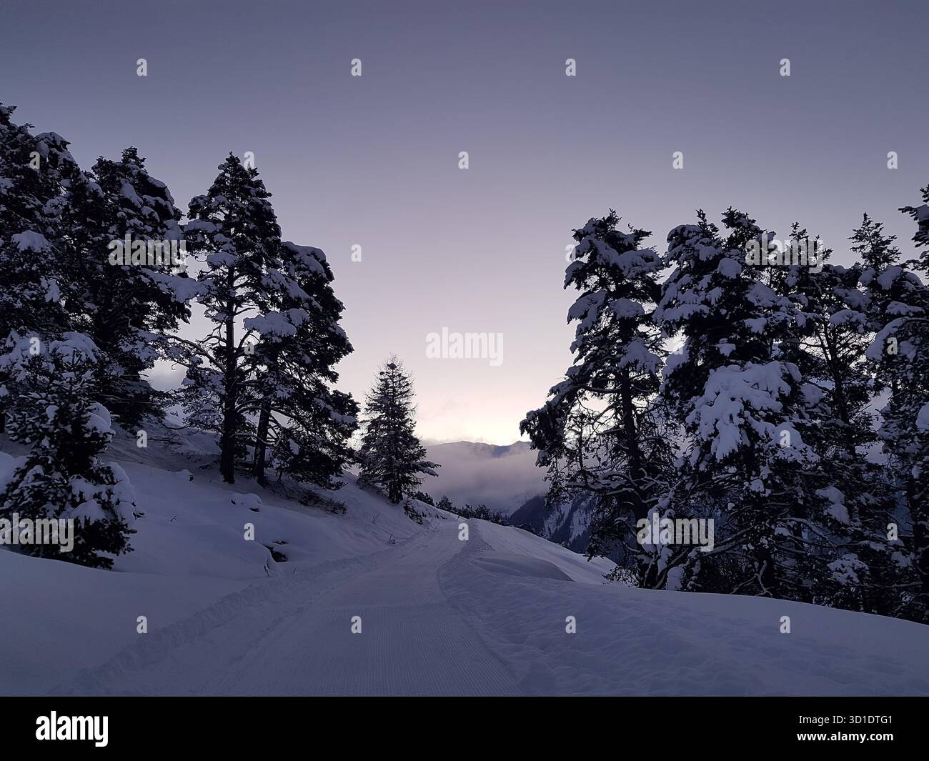 Fredda mattina invernale nelle Alpi svizzere con nebbia, campi innevati, abeti e luce viola soffusa che creano un'atmosfera tranquilla Foto Stock