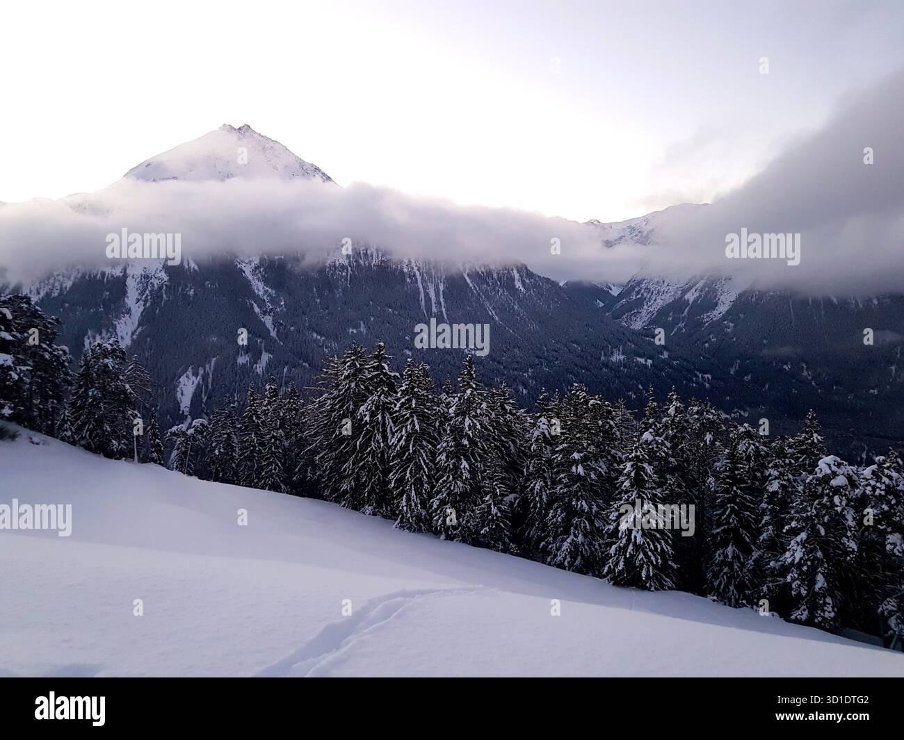 Fredda mattina invernale nelle Alpi svizzere con nebbia, campi innevati, abeti e luce viola soffusa che creano un'atmosfera tranquilla Foto Stock
