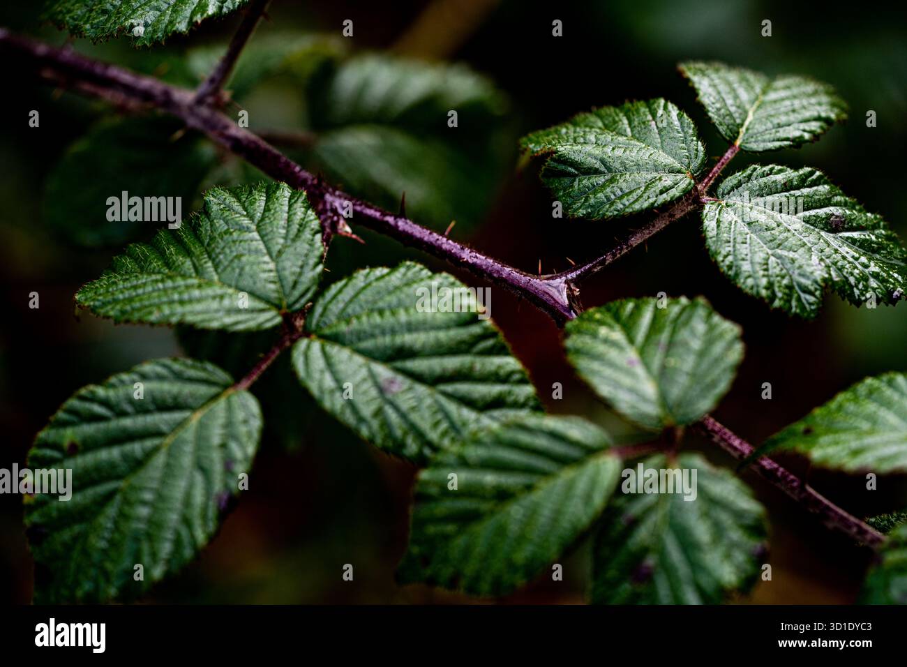 Una vista dettagliata del fogliame di mora, che mostra gli intricati motivi delle foglie e degli steli spinosi. Foto Stock