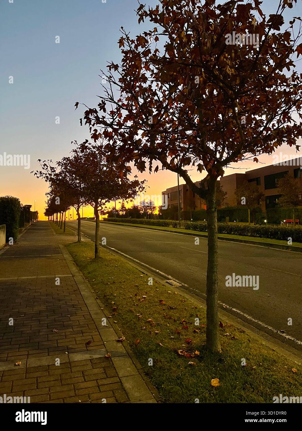 L'autunno parte all'alba in una strada alberata deserta Santander Valdenoja Cantabria Spagna Europa - Immagine stock catturata con smartphone