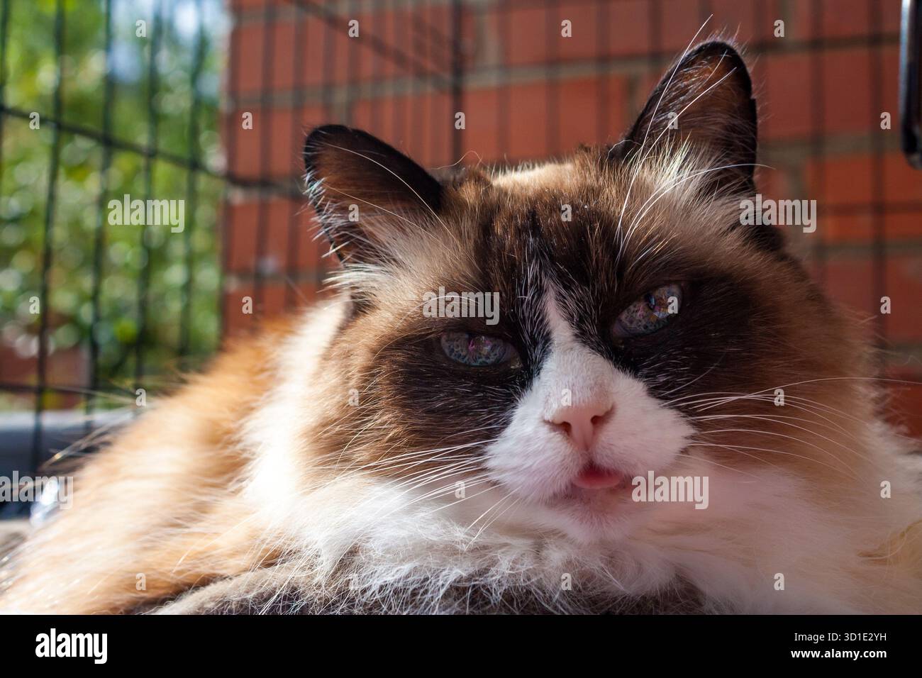 Gatto domestico dai capelli lunghi e soffici con disegno a punta bicolore esposto alla luce del sole Foto Stock