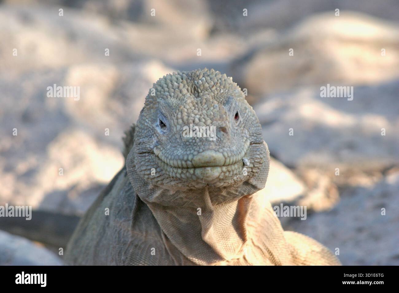 Primo piano Ritratto di un'iguana della Terra delle Galapagos - dettagli intricati della pelle scura di un rettile endemico in una giornata di sole nelle Isole Galapagos. Foto Stock