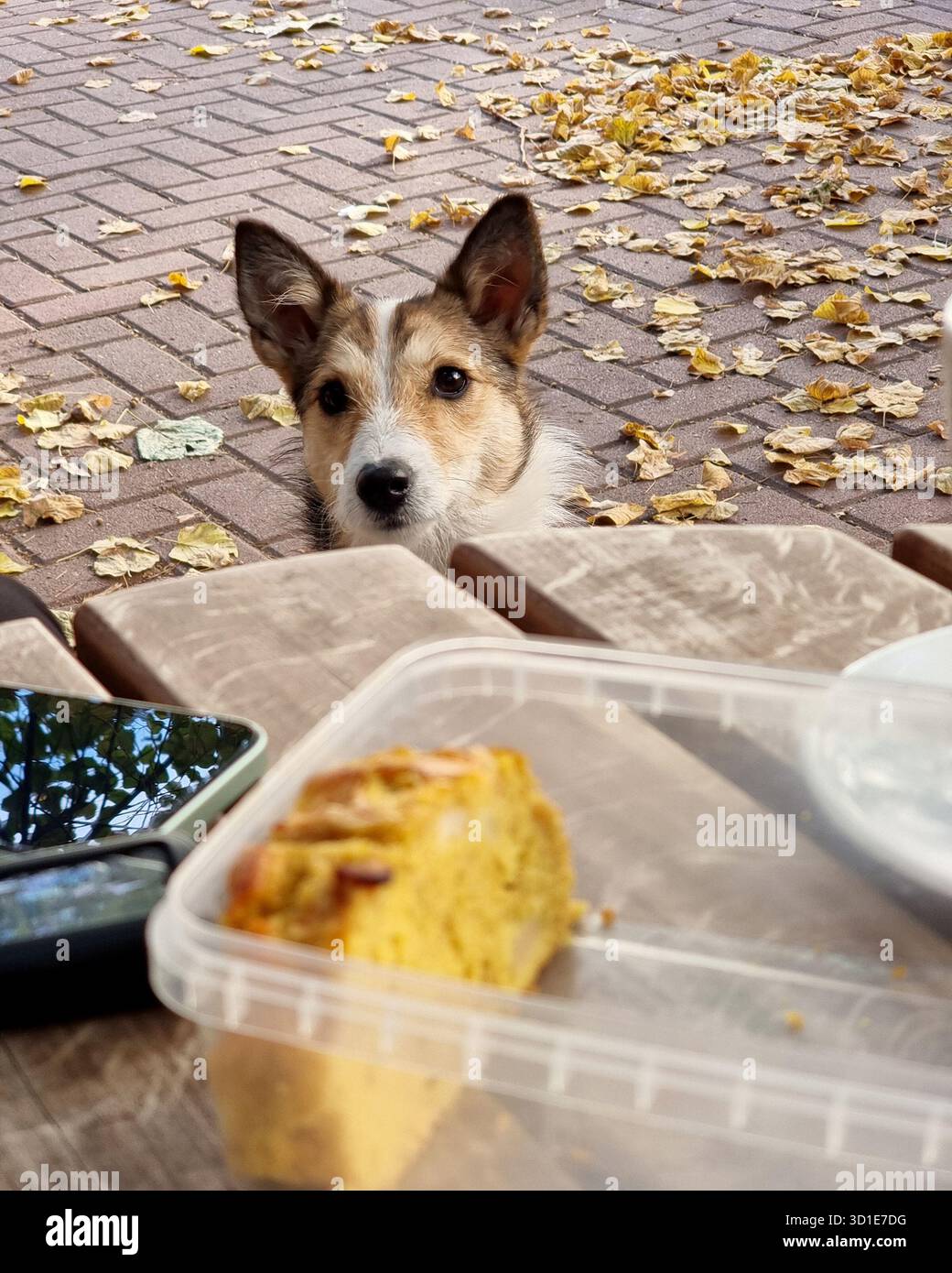 Cane che implorava cibo seduto vicino a un tavolino da caffè, torta fatta in casa nel contenitore di plastica in primo piano. Passerella piastrellata sullo sfondo. Foto Stock