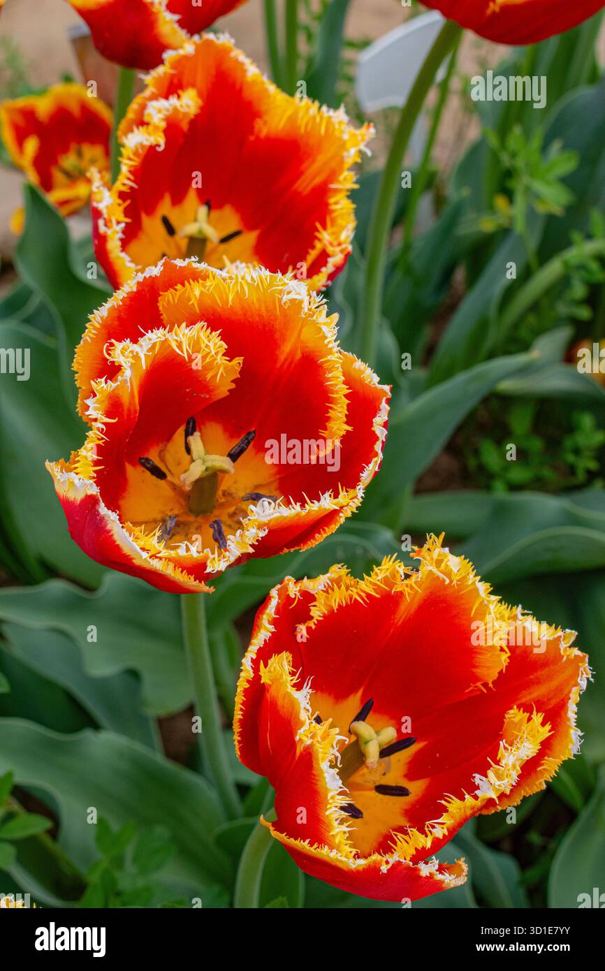 Italia: Tulipani, primo piano di Fabio Fringe tulipani con petali rossi profondi orlati di giallo, varietà del gruppo dei tulipani frangiati, che fiorisce a tarda primavera Foto Stock