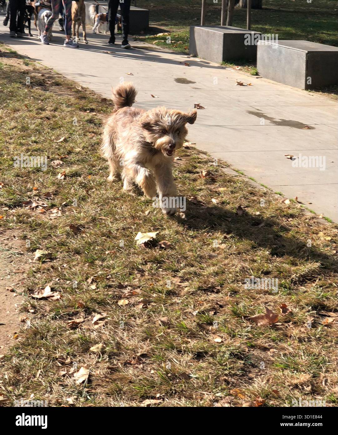 Un cane felice che corre attraverso il Bebek Park di Istanbul, in Turchia, in una giornata di sole piena di energia, persone e animali giocosi. Foto Stock