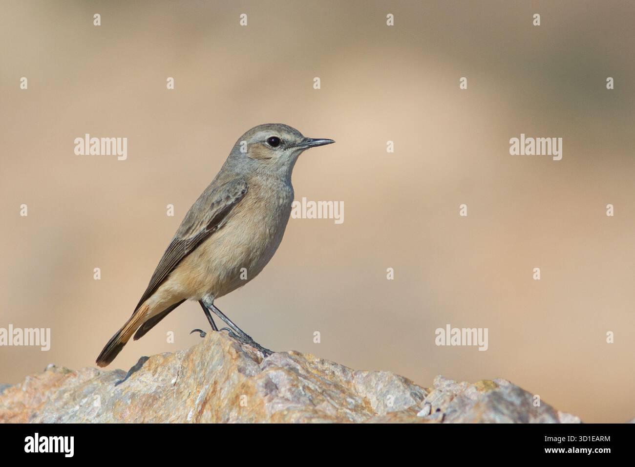 Wheatear persiano o Wheatear dalla coda rossa dal tal Chhapar Wildlife Sanctuary, Rajasthan, India Foto Stock