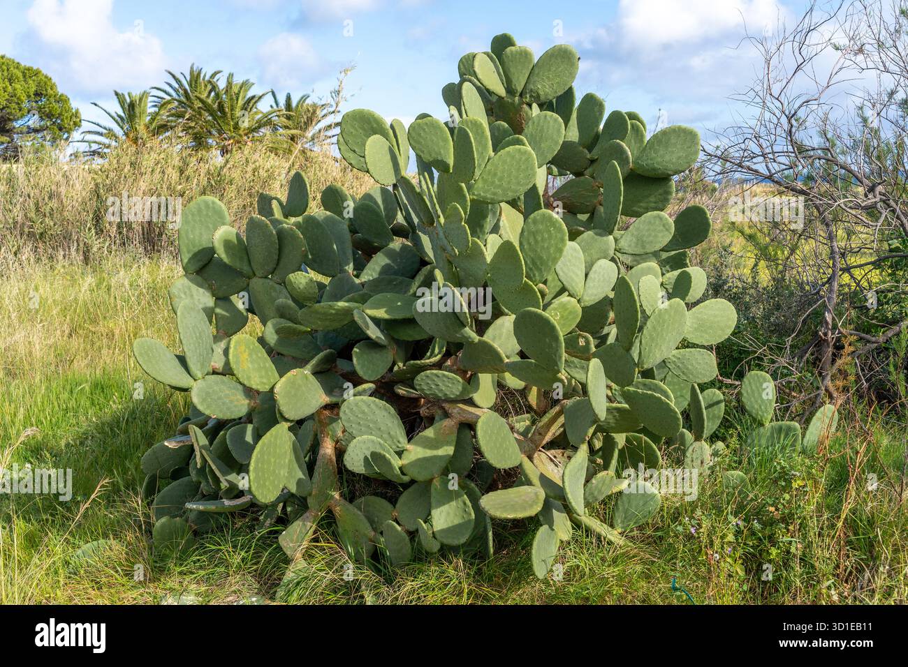 Grandi Opuntia selvatiche o fichi d'India o cactus di pera che crescono in natura Foto Stock