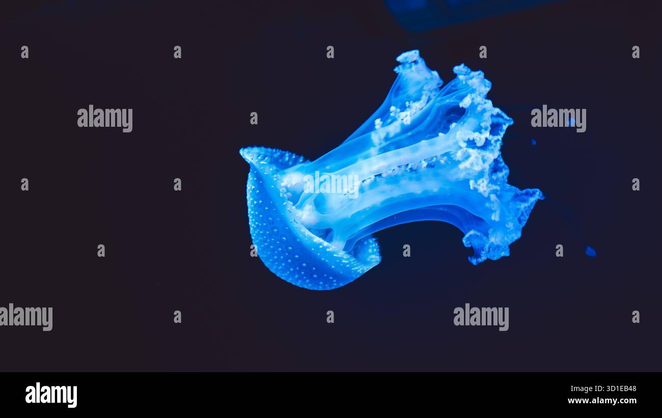 Phyllorhiza punctata, Rhopilema esculentum, Flame Jellyfish al Musée Océanographique de Monaco, Costa Azzurra, Francia Foto Stock