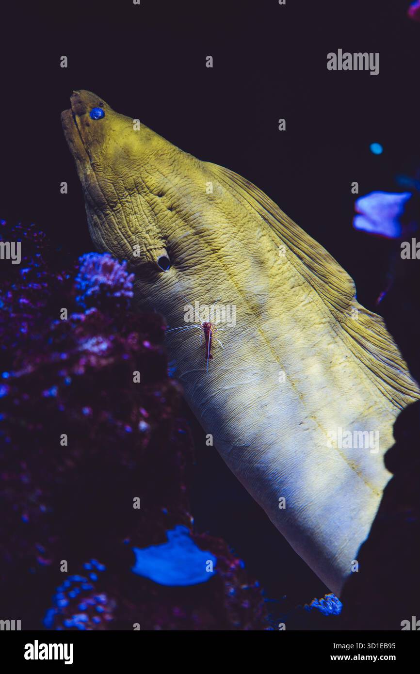 Gloldentail Moray, Gymnothorax miliaris, Monaco, Costa Azzurra, Francia Foto Stock