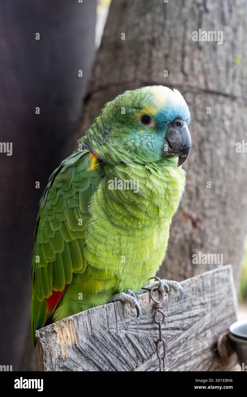 Pappagallo amazzonico (Amazona aestiva) incatenato nello zoo Foto Stock