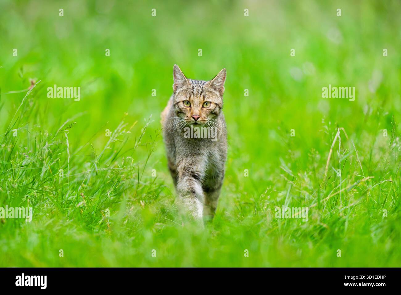 Gatto selvatico (Felis silvestris), camminando attraverso l'erba, guardando verso la macchina fotografica, Germania, Assia Foto Stock