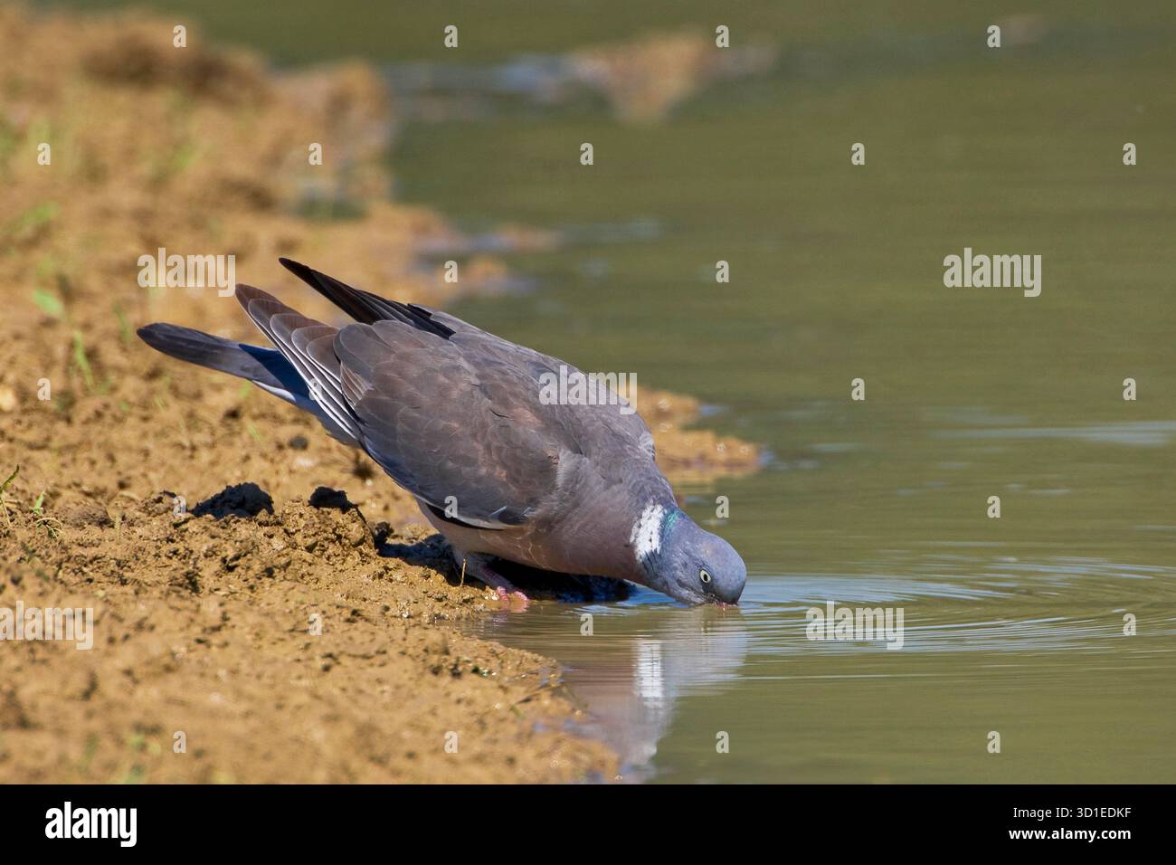 Piccione di legno (Columba palumbus), siede in un'abbeveratoio, bevendo, Italia, Toscana Foto Stock