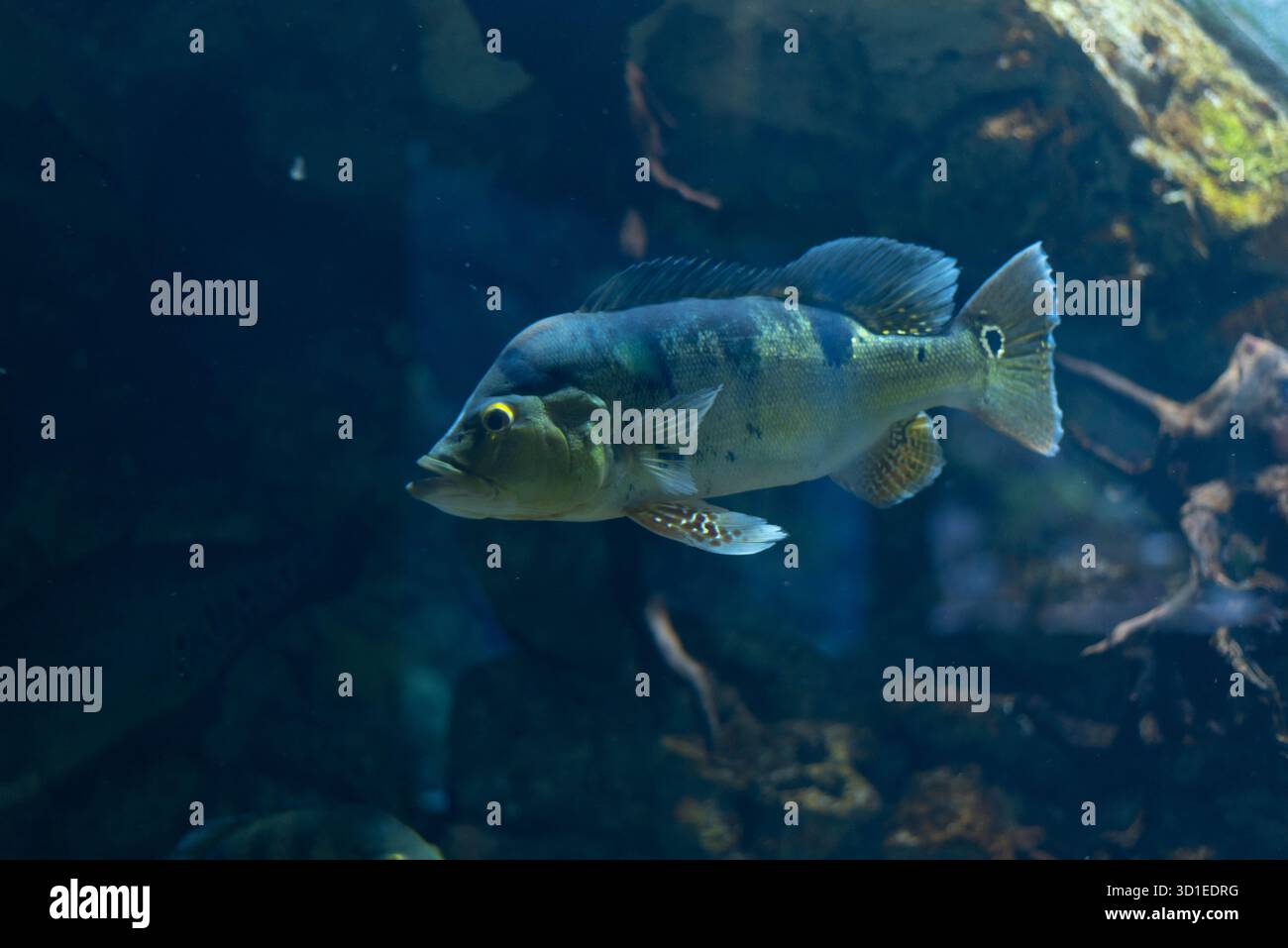 Cichla ocellaris, conosciuta come la farfalla di pavone in acquario. Foto Stock