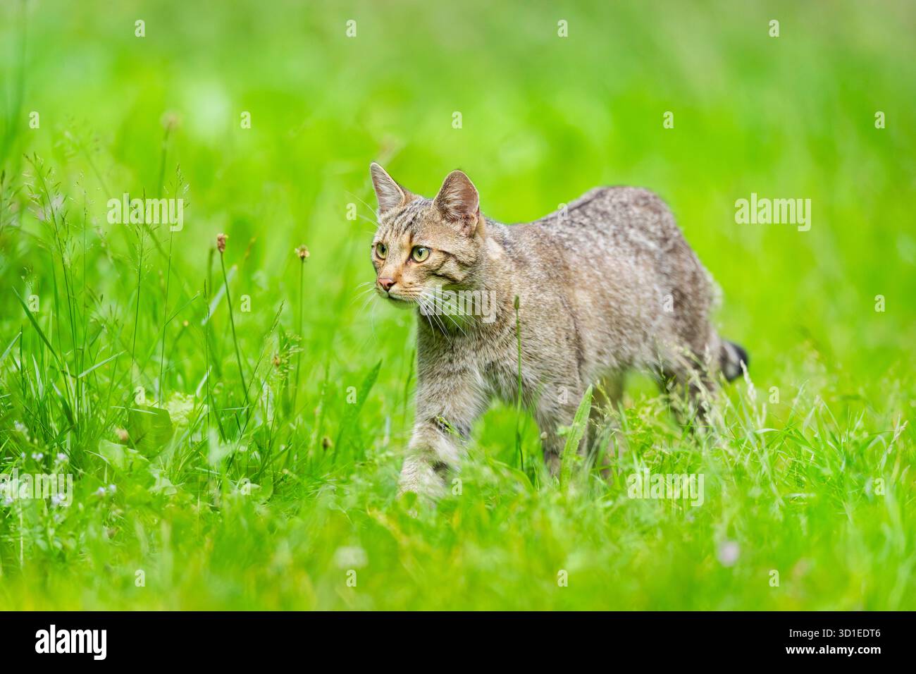 Gatto selvatico (Felis silvestris), camminando attraverso l'erba, Germania, Assia Foto Stock