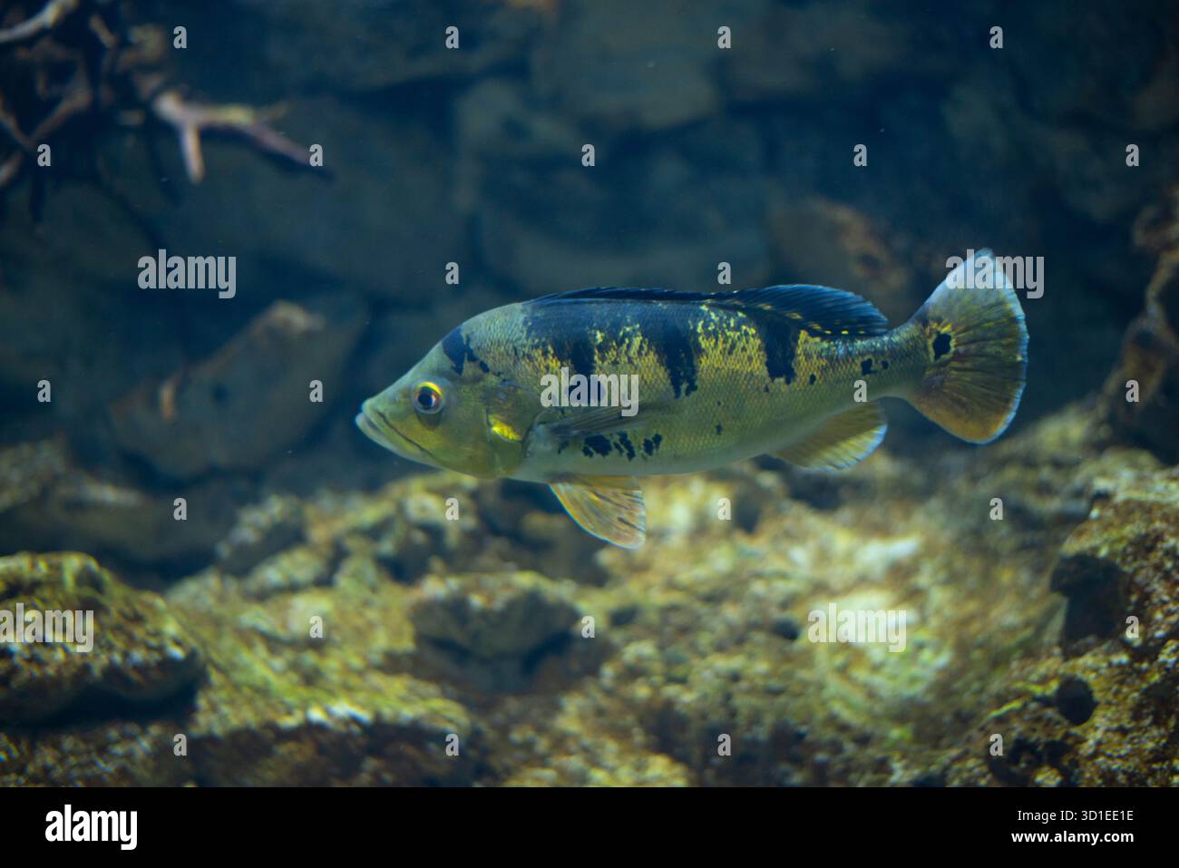 Cichla ocellaris, conosciuta come la farfalla di pavone in acquario. Foto Stock