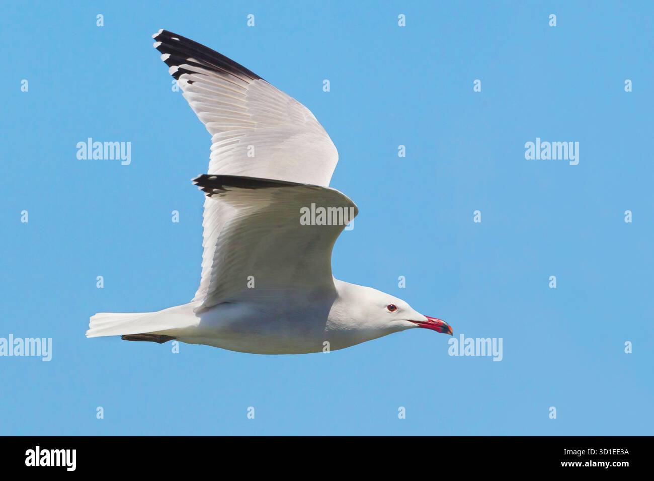 Il gabbiano di Audouin (Larus audouinii, Ichthyaetus audouinii), in volo nel cielo blu, vista laterale, Spagna, Colonia de Sant Pere Foto Stock