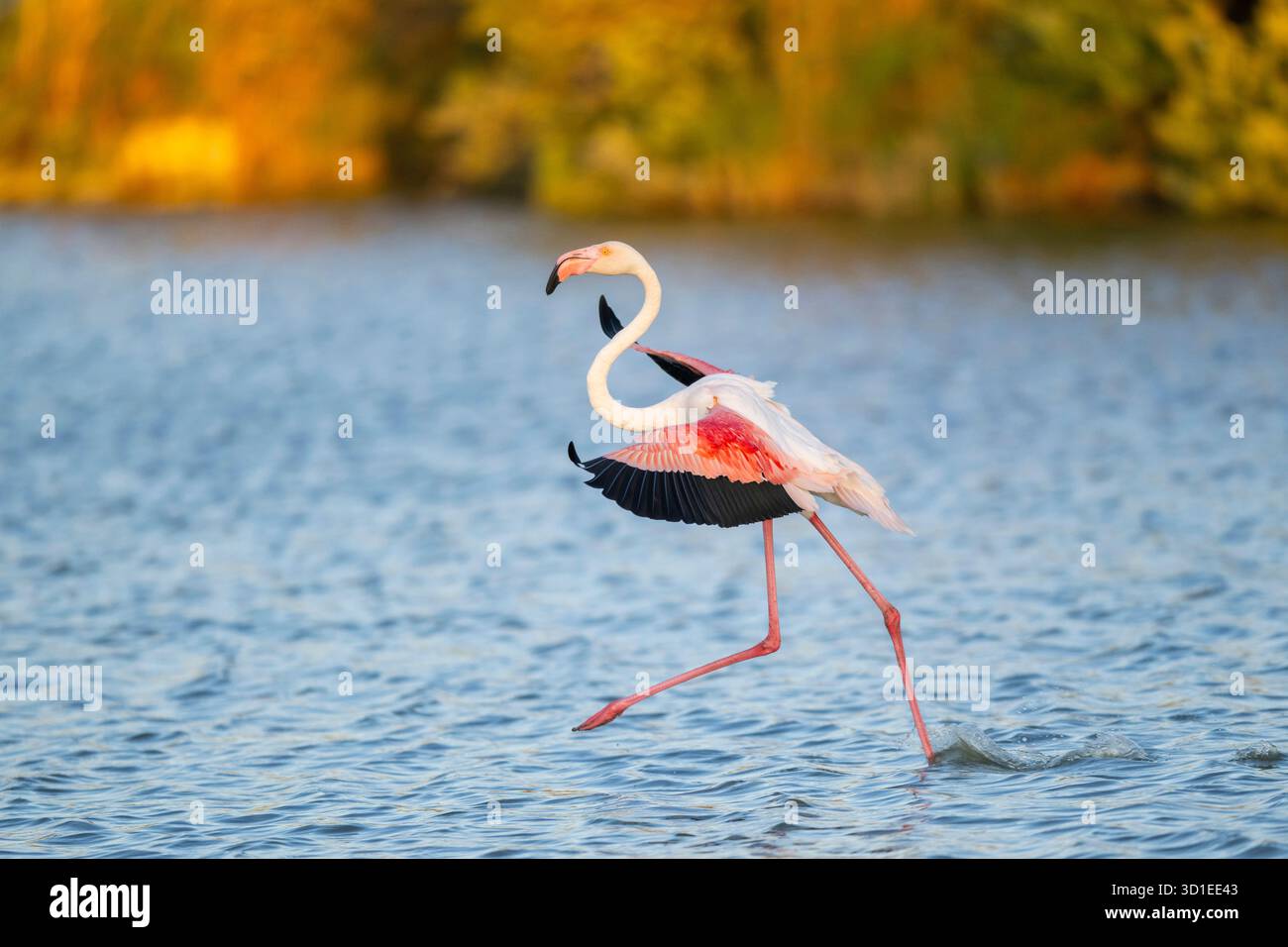 Grande fenicottero (Phoenicopterus roseus, Phoenicopterus ruber roseus), atterraggio in uno stagno, Francia, Provenza, Parc naturel Regional de Camargue Foto Stock