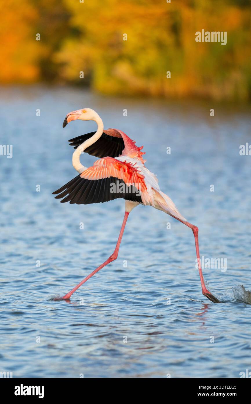 Grande fenicottero (Phoenicopterus roseus, Phoenicopterus ruber roseus), atterraggio in uno stagno, Francia, Provenza, Parc naturel Regional de Camargue Foto Stock
