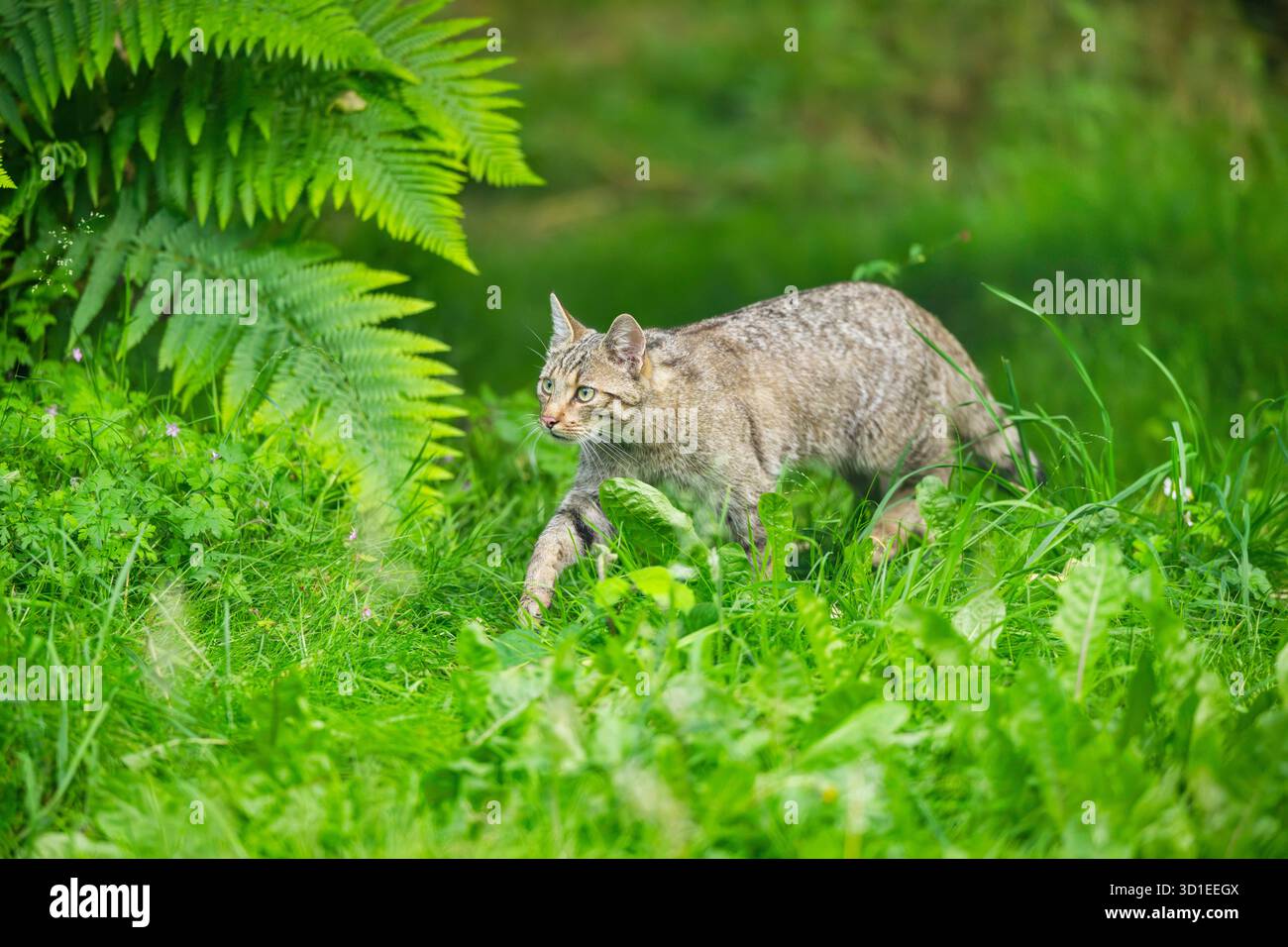Gatto selvatico (Felis silvestris), camminando attraverso l'erba nella foresta, Germania, Assia Foto Stock